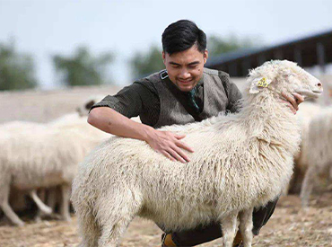 寧夏鹽池灘羊產業為何不能在全國復制推廣？
